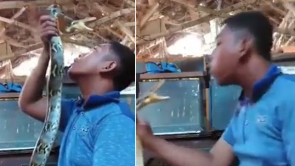 सिर पर सांप ने बोला हमला 