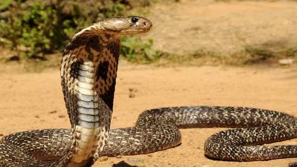 घर में काम कर रही महिला को सांप ने काटा