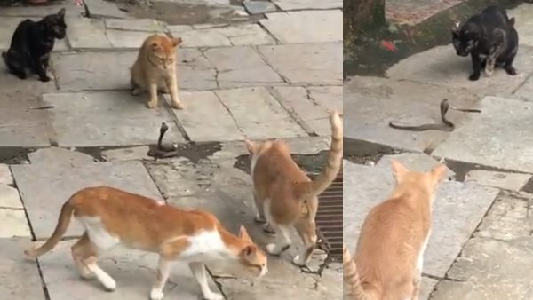 सांप और बिल्लियों की लड़ाई में कौन जीता