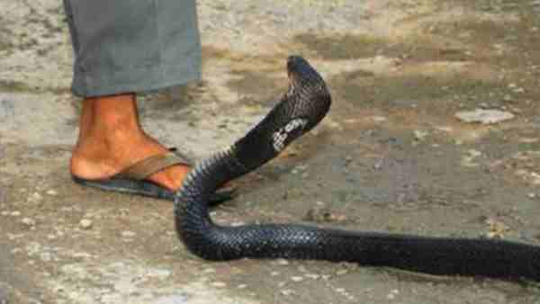 टांग से लिपटा हुआ था जहरीला सांप