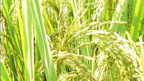 22 लाख हेक्टेयर में मूंगफली, तिल, दिवाला जैसी फसलें