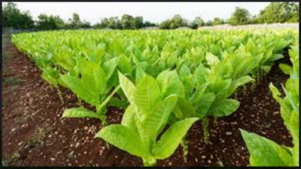 सब्जी की बुवाई 90% रही