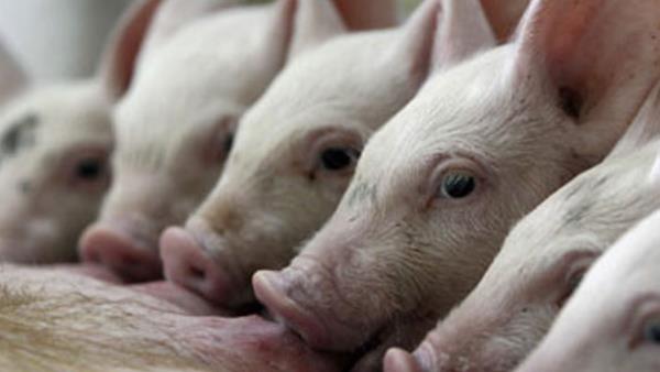 वियतनाम में मारे 26 लाख सूअर
