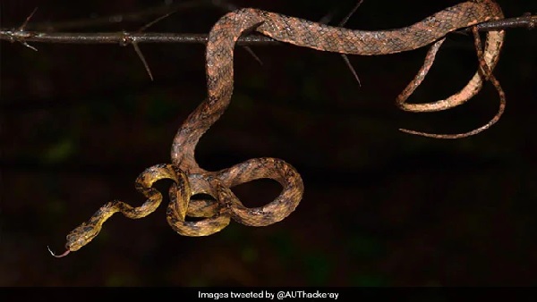 new snake species get name of thackeray after udhav thakrey younger son tejas new snake species get name of thackeray after udhav thakrey younger son tejas