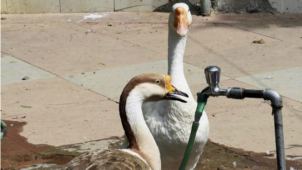 जल से जुड़ी कई योजनाओं पर जारी है काम