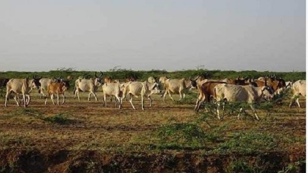 गायों की संख्या में इजाफा गायों की संख्या में इजाफा