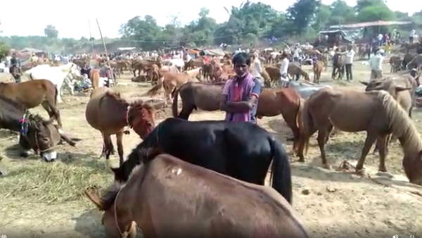 बॉलीवुड के सितारों के नाम पर बिक रहे हैं गधे