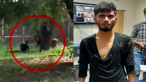 इसलिए बच गई शेर के बाड़े में कूदने वाले रेहान की जान इसलिए बच गई शेर के बाड़े में कूदने वाले रेहान की जान