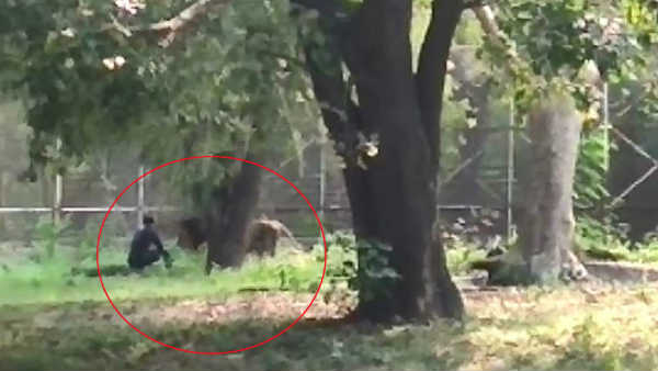 गुरुवार को शेर के बाड़े में गिरा था रेहान गुरुवार को शेर के बाड़े में गिरा था रेहान