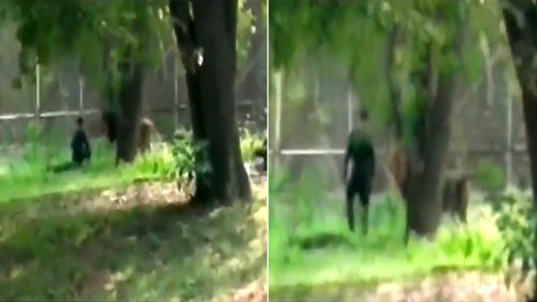 'पेट भरा होने की वजह से शेर ने नहीं किया हमला' 'पेट भरा होने की वजह से शेर ने नहीं किया हमला'