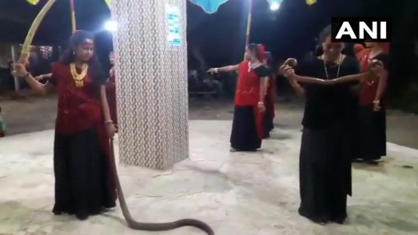 12 साल की लड़की ने भी किया सांप को हाथ में लेकर गरबा