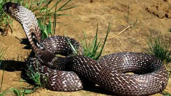 रेस्क्यू टीम ने दो सांप पकड़े, दो को मार दिया और दो भाग गए