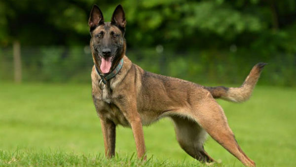 एक कुत्‍ते की कीमत 60 से 85,000 