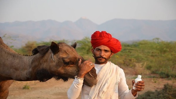 कैमल करिश्मा के जरिए दूसरे शहरों में पहुंचाया दूध