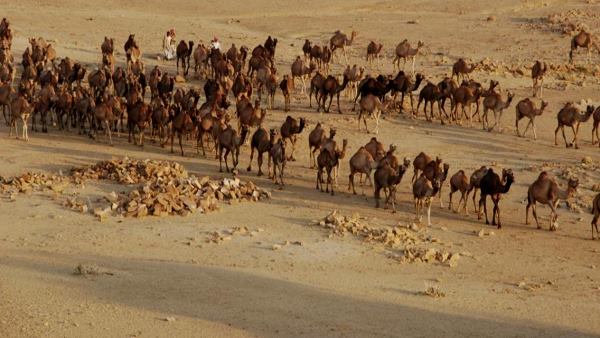 पशुपालकों को बांटे एक हजार इंजेक्शन