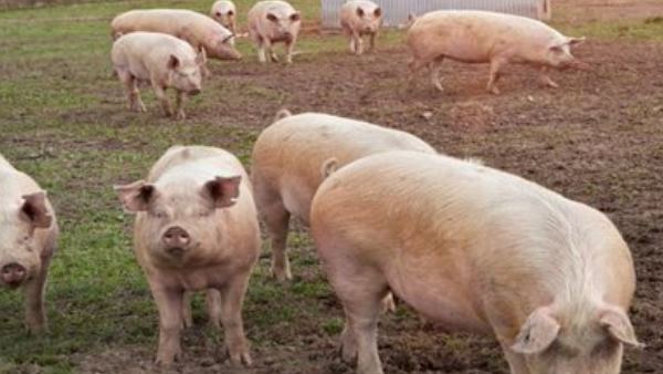 खेतों तक ही सीमित नहीं है