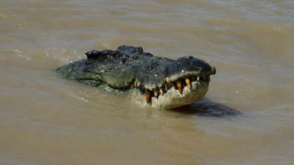 दोस्त ने निभाई दोस्ती, मगरमच्छ से भिड़ गई दोस्त ने निभाई दोस्ती, मगरमच्छ से भिड़ गई