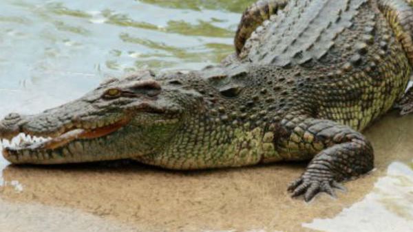 मगरमच्छ के आंखों पर हमला कर ऐसे बचा ली दोस्त की जान मगरमच्छ के आंखों पर हमला कर ऐसे बचा ली दोस्त की जान