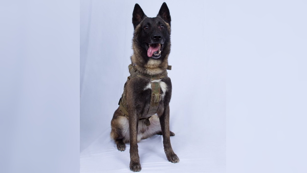 यूएस नेवी सील का हीरो बना कुत्ता यूएस नेवी सील का हीरो बना कुत्ता