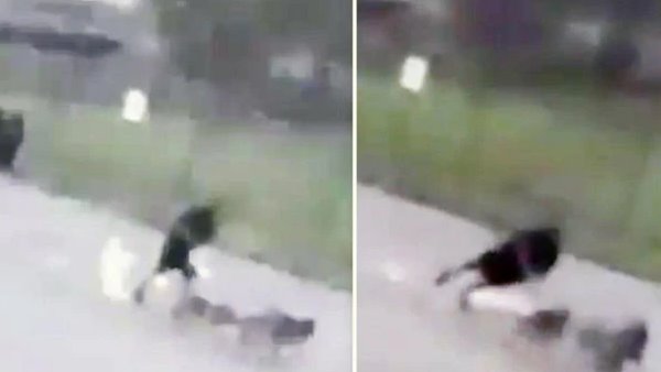 कोरेस की हालत स्थिर