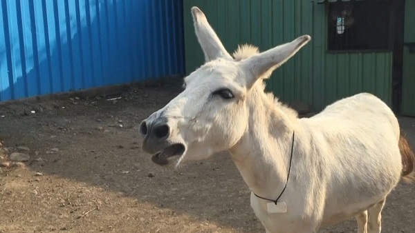 गधों की संख्या पहले के मुकाबले 61.23 फीसदी घटी गधों की संख्या पहले के मुकाबले 61.23 फीसदी घटी