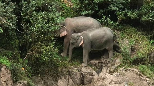 पहले भी इस झरने से गिरकर मर चुके हैं 8 हाथी