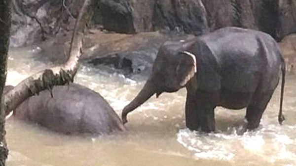 जख्‍मी हाथियों की हालत नाजुक