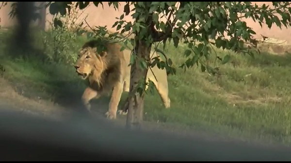 11 शेरों की मौत हो चुकी 