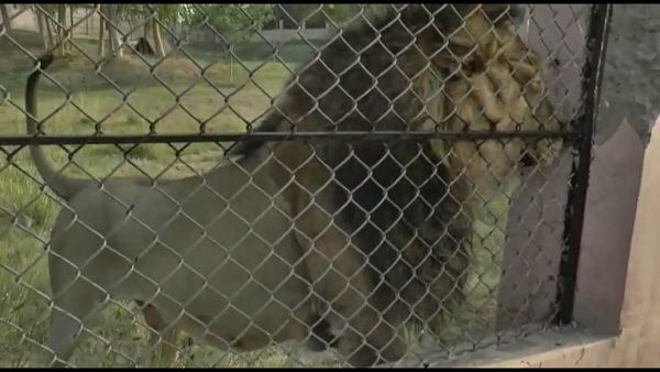 गुजरात से लाया शेर यहां कुछ खा नहीं पा रहा था