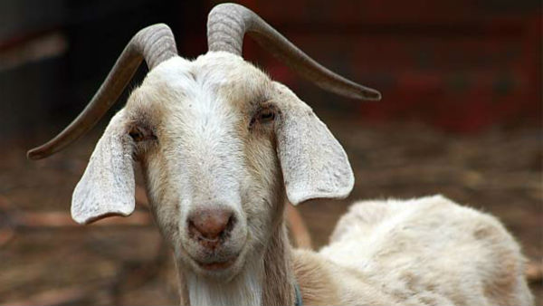  प्रदर्शनकारियों ने रोका काम 