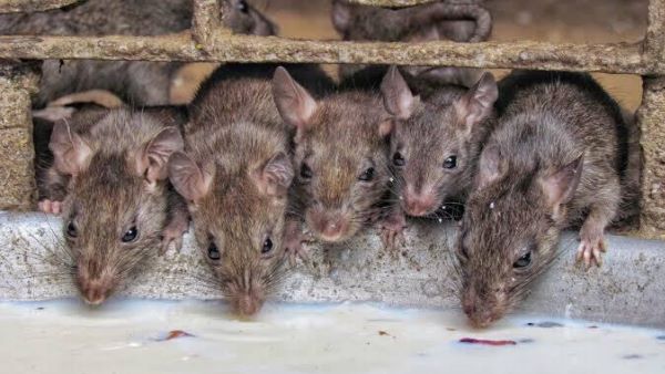 चूहों की धमाचौकड़ी देख रह जाते हैं दंग चूहों की धमाचौकड़ी देख रह जाते हैं दंग