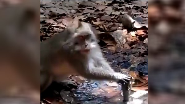 इंसानों को क्‍या हुआ है वो क्‍यों नहीं समझ रहे हैं