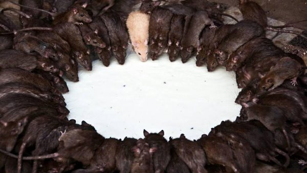 करणी माता मंदिर का इतिहास करणी माता मंदिर का इतिहास