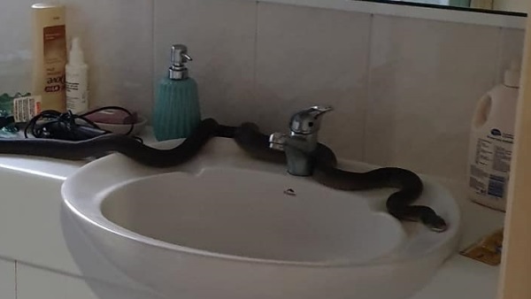 महिला के बाथरूम में निकला सांप
