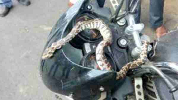 हैंडल से लिपटा हुआ था सांप हैंडल से लिपटा हुआ था सांप