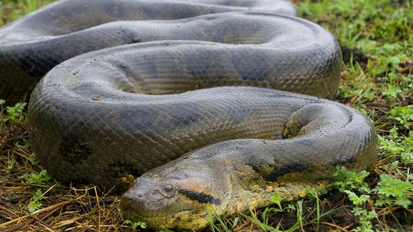 अमेजन नदी के पास मिला है