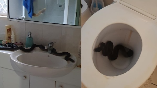 निकोल ने कहा- मेरे घर में ही क्यों सांप आ रहे हैं