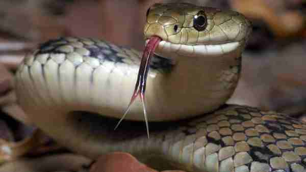 घर वापस लौट रहे थे केके पांडेय घर वापस लौट रहे थे केके पांडेय