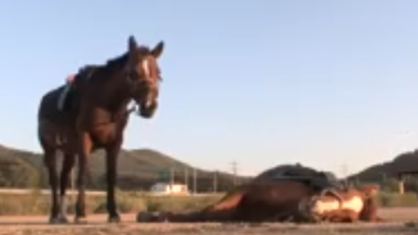 घोड़े को नहीं है कोई बीमारी घोड़े को नहीं है कोई बीमारी