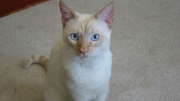 Viral Video: How a Cat became hero after it saves toddler Life who was falling down from stairs Viral Video: How a Cat became hero after it saves toddler Life who was falling down from stairs