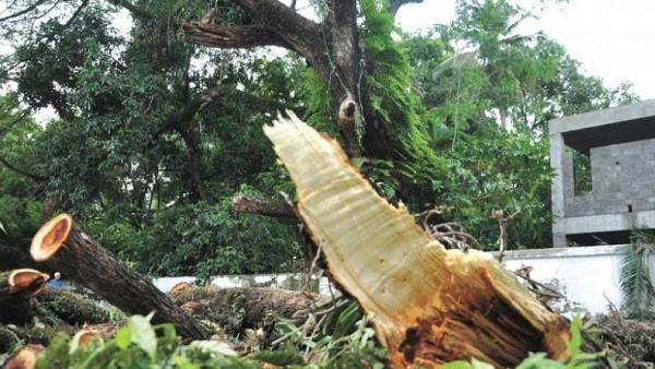 एमएमआरसी-एमसीजीएम से ज्यादा एनएचएसआरसीएल कटवा रहा पेड़