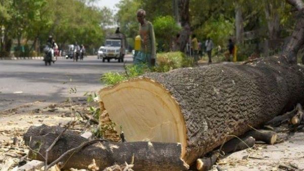 बुलेट ट्रेन के रूट के लिए किस इलाके में कितने पेड़ काटे जाएंगे