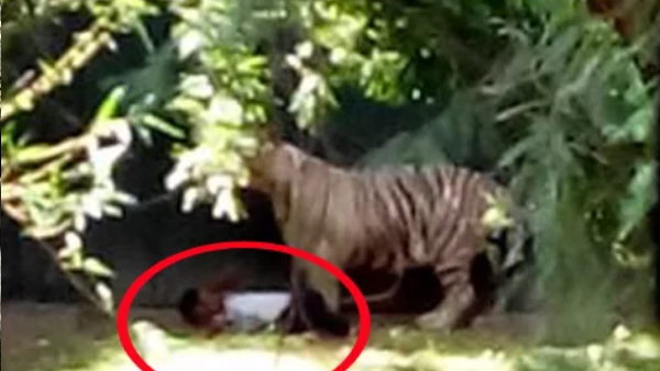 पिछले महीने भी टाइगर ने किया था हमला 