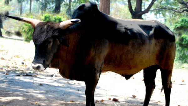 बैंड बाजे के साथ हुआ अंतिम संस्कार