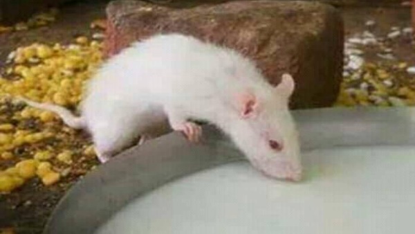 सफेद चूहों के दर्शन शुभ सफेद चूहों के दर्शन शुभ