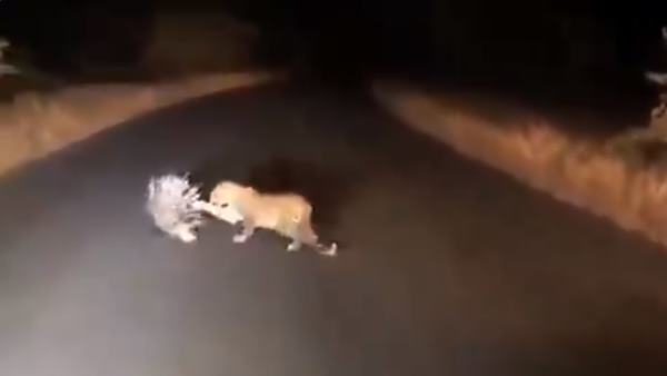 तेंदुआ करता है साही पर हमला तेंदुआ करता है साही पर हमला