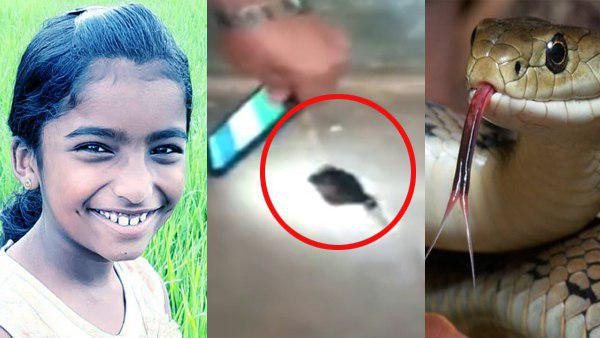 सांप काटने से 5वीं की छात्रा की मौत