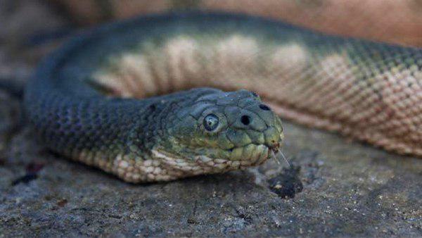 चल रही थी क्लास, तभी सांप ने बच्ची को काटा