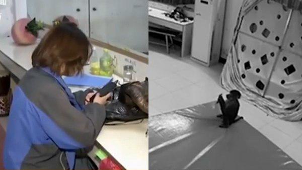 बंदर के हाथ लगा फोन तो कर डाली ऑनलाइन शॉपिंग