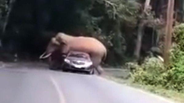 थाईलैंड के नेशनल पार्क की है घटना